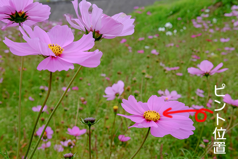 絞りF16 背景までハッキリ写ったピンクコスモス