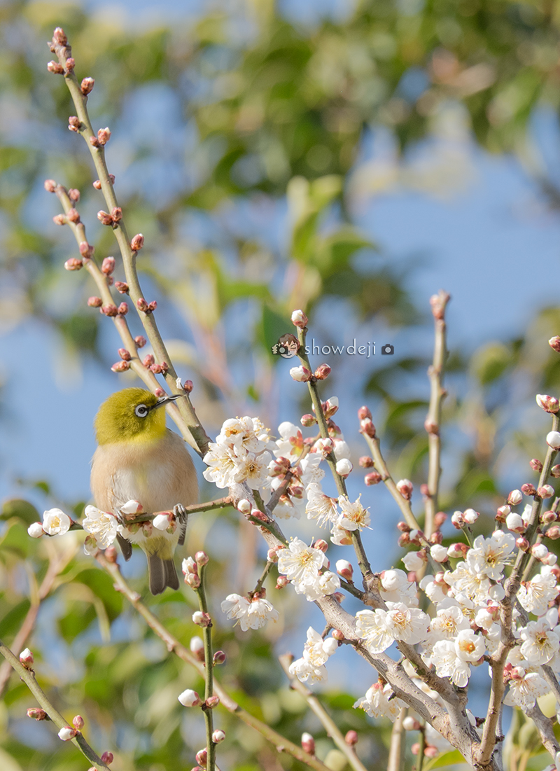 メジロ写真　Japanese white-eye