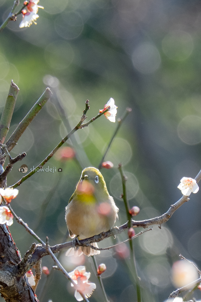 メジロ写真　Japanese white-eye