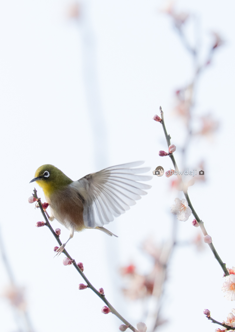 メジロ写真　Japanese white-eye