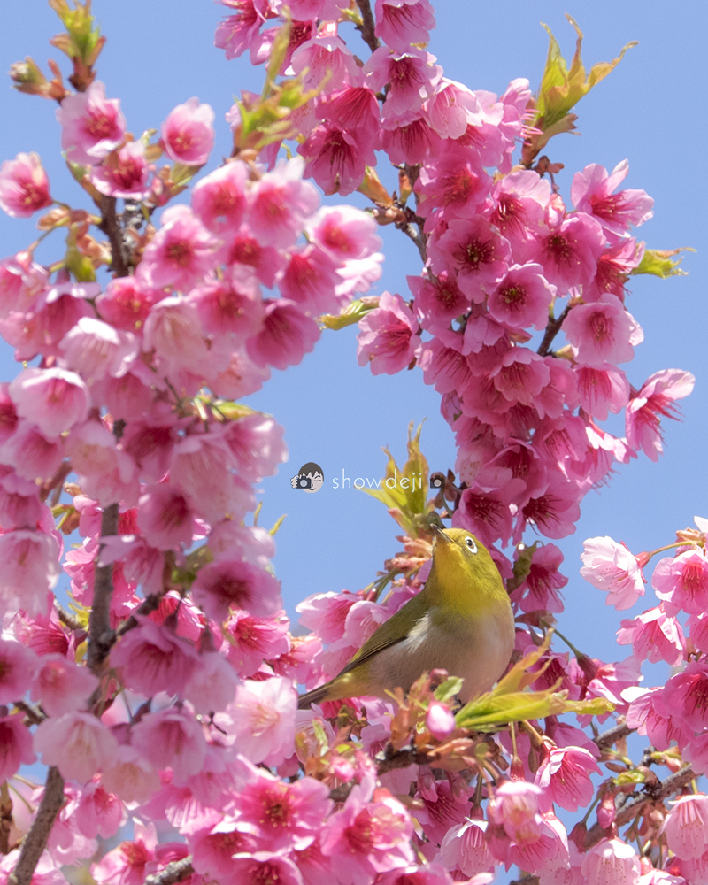 メジロ写真　Japanese white-eye