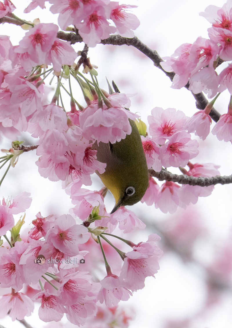 メジロ写真　Japanese white-eye